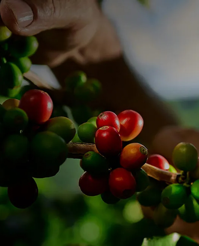DK- palmoil