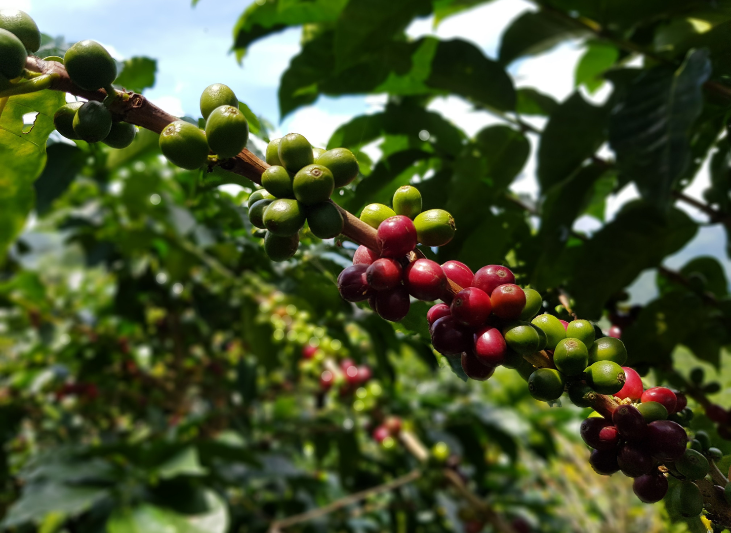 Kaffebær hænger på et træ