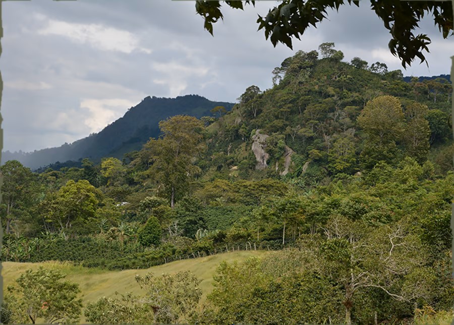 DK- honduras-coffee-landscape