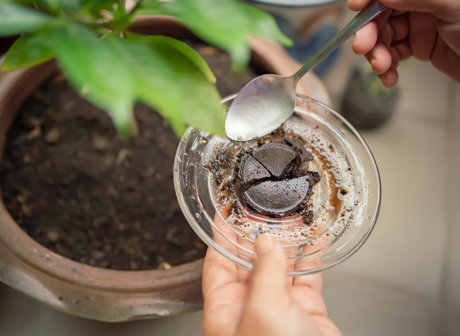 Lille glastallerken med kaffegrums og en ske med en plante i baggrunden