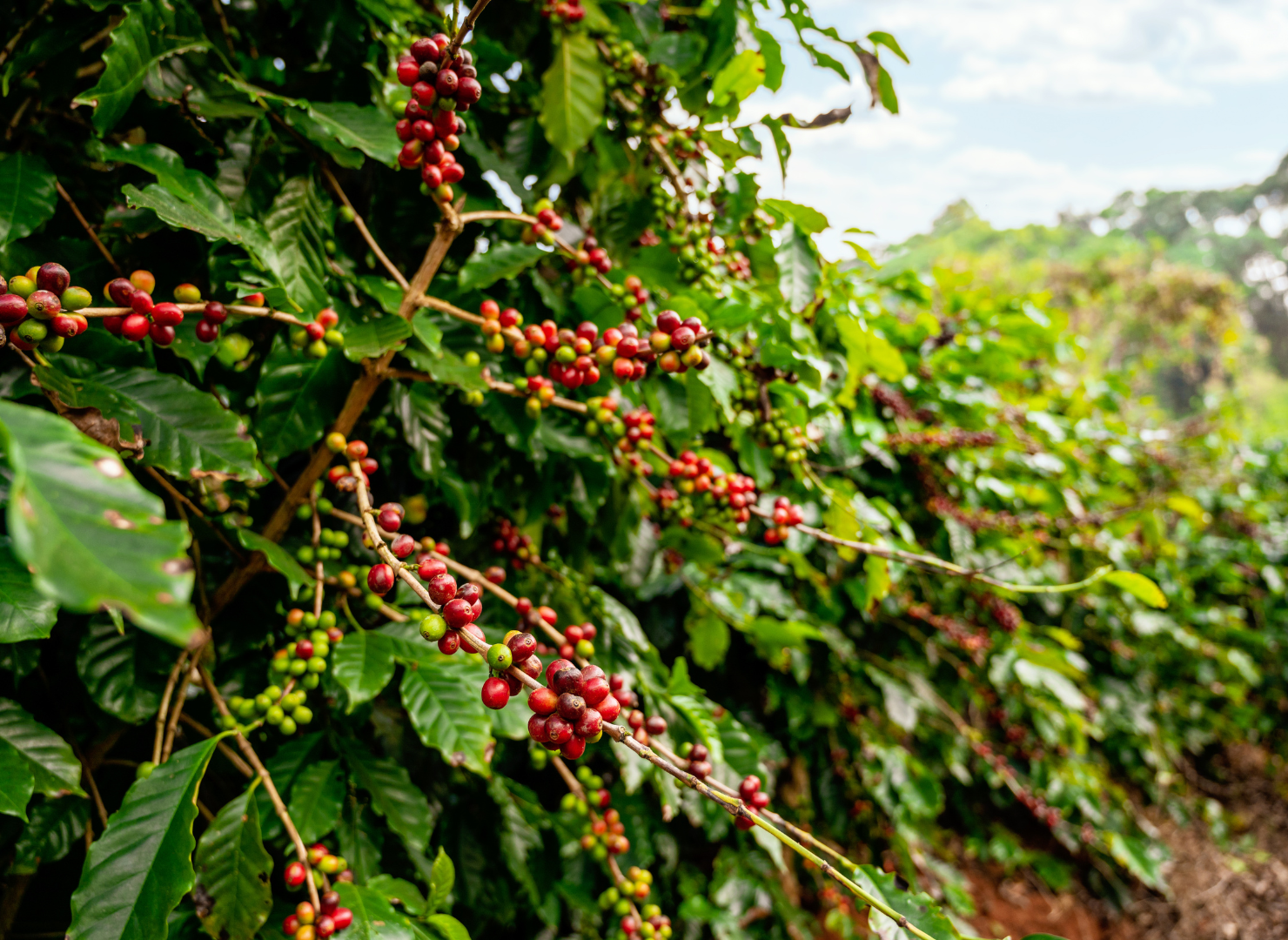 Kaffebær