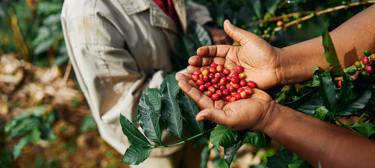 DK-Coffeeberriessustainability