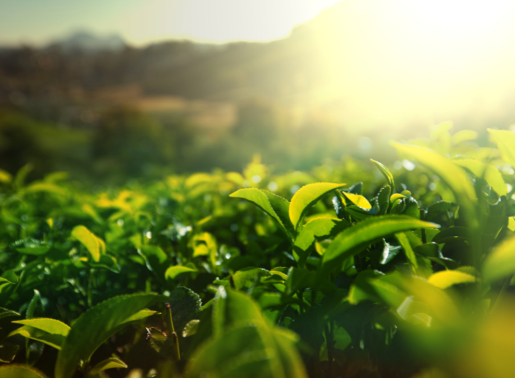 Grønne planter på en plantage med sol i baggrunden