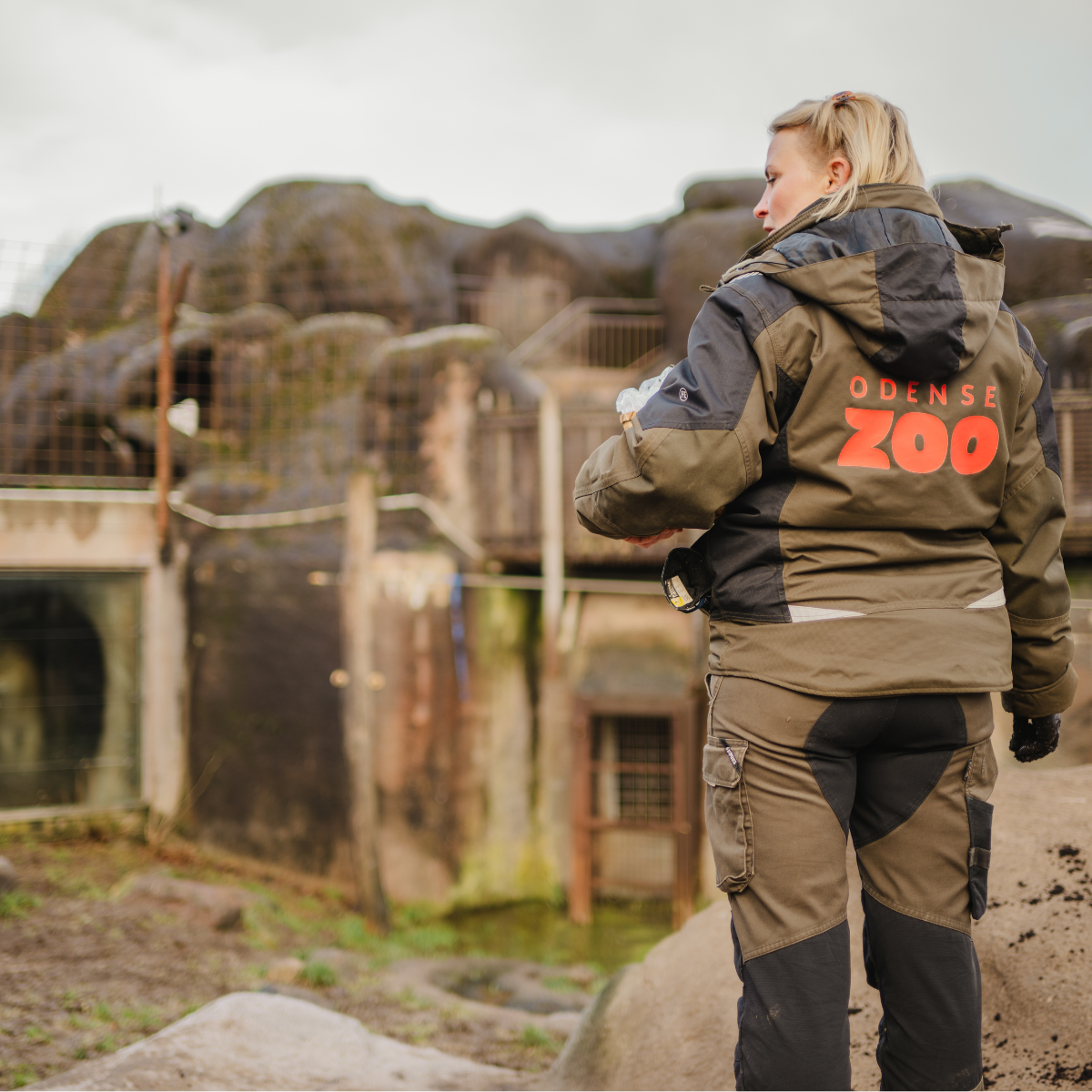 Odense Zoo medarbejder fodrer dyr